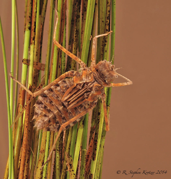 Didymops floridensis, nymph